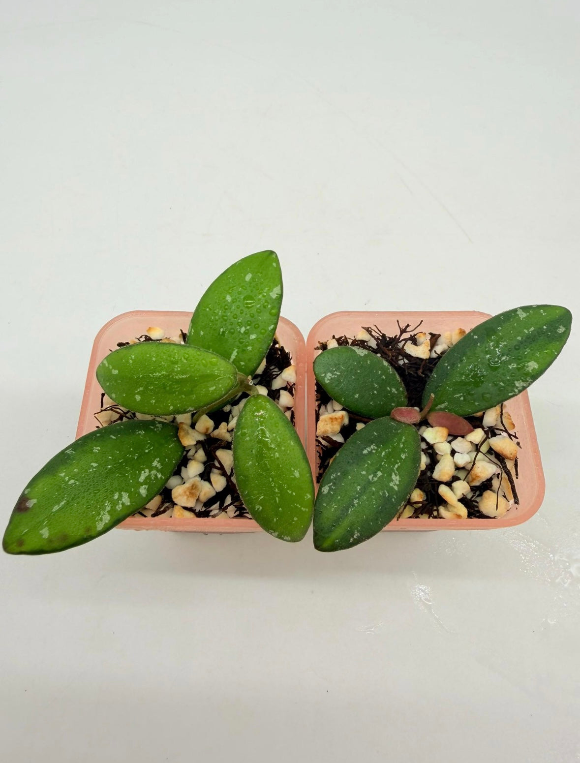 Hoya VL9 “3