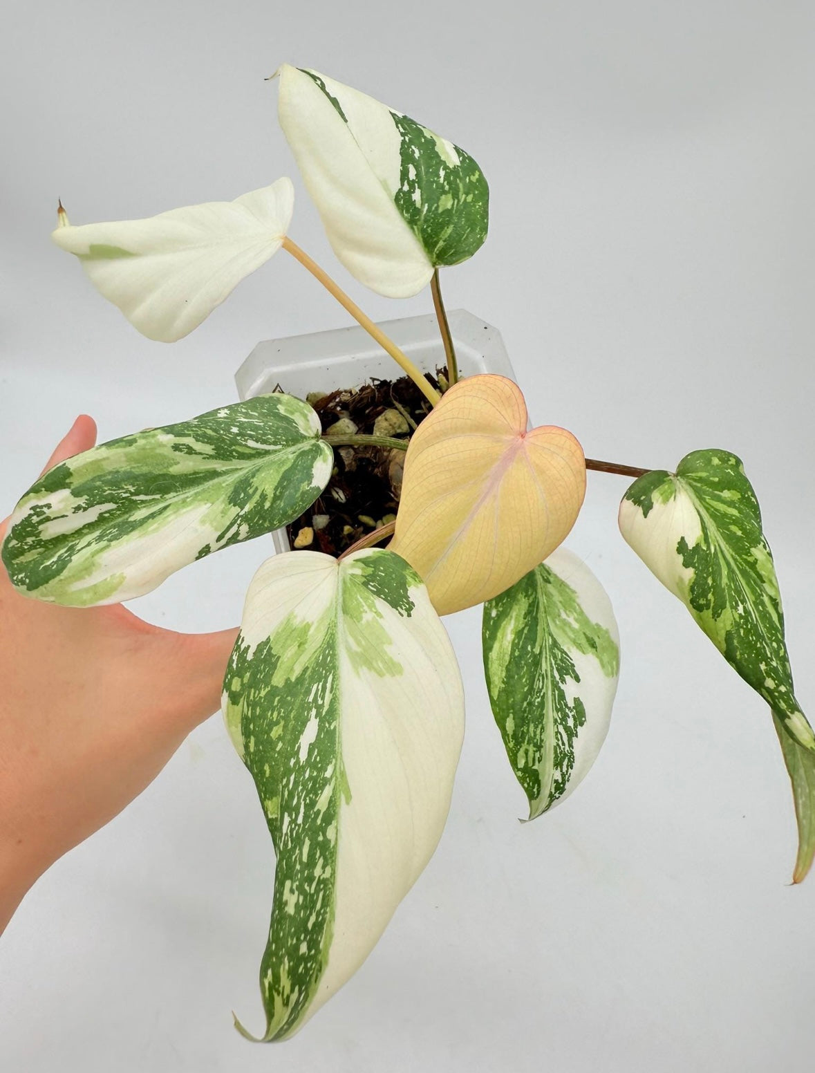 Philodendron Gloriosum Albo Galaxy “4 (planta exacta)