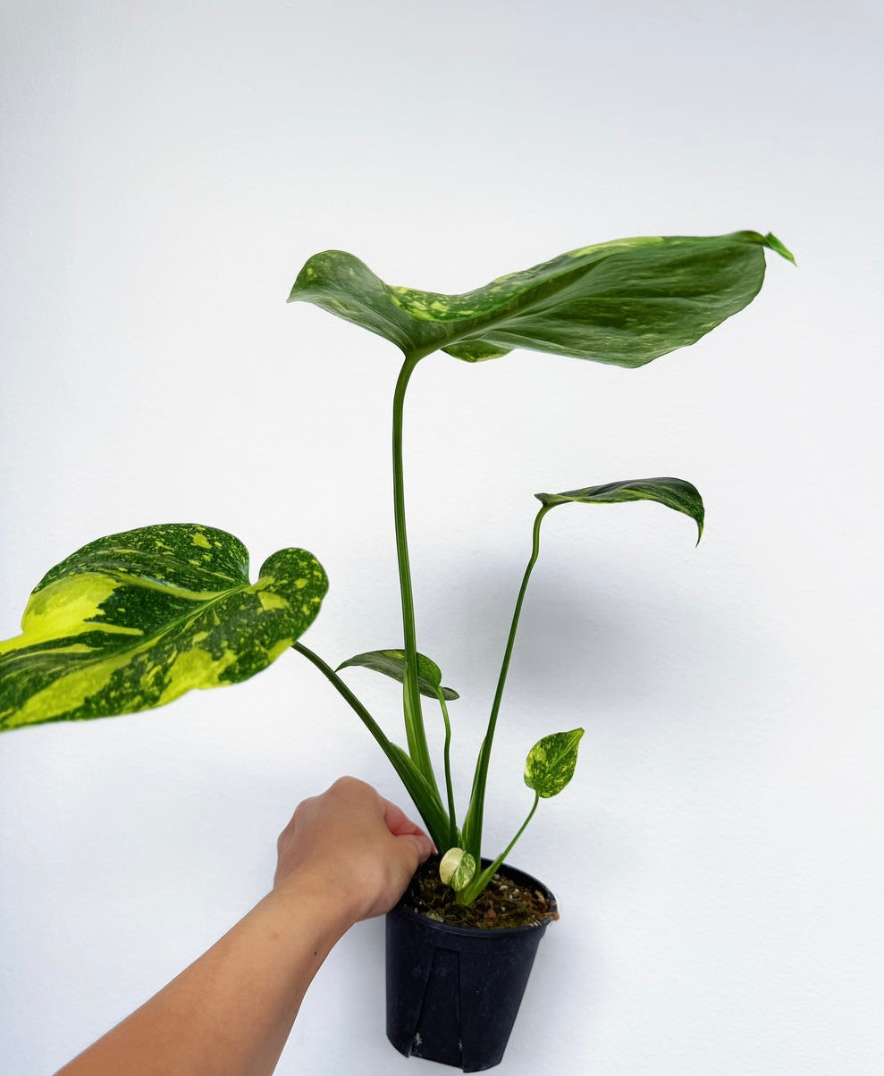 Monstera Electrolyte “4