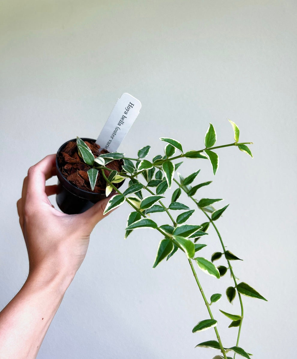 Hoya Bella (Variegado exterior)