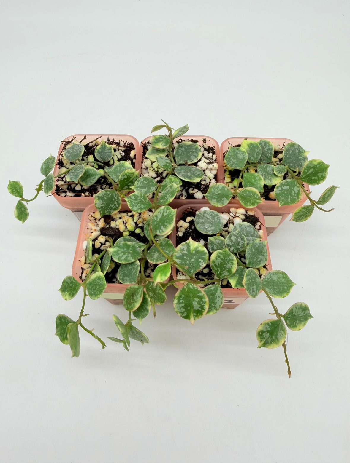 Hoya Curtisii Albo “3