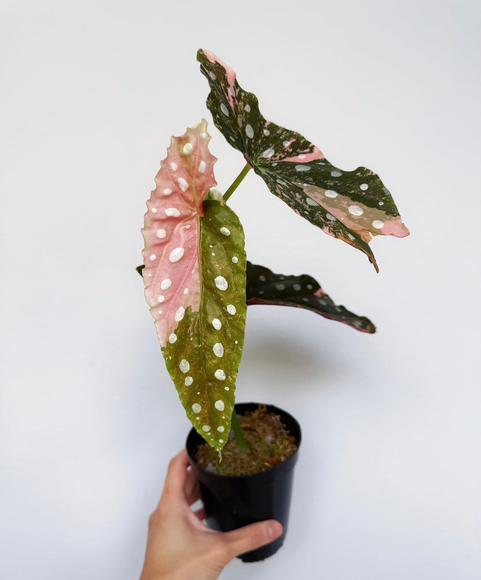 Begonia Maculata Pink Variegada “4