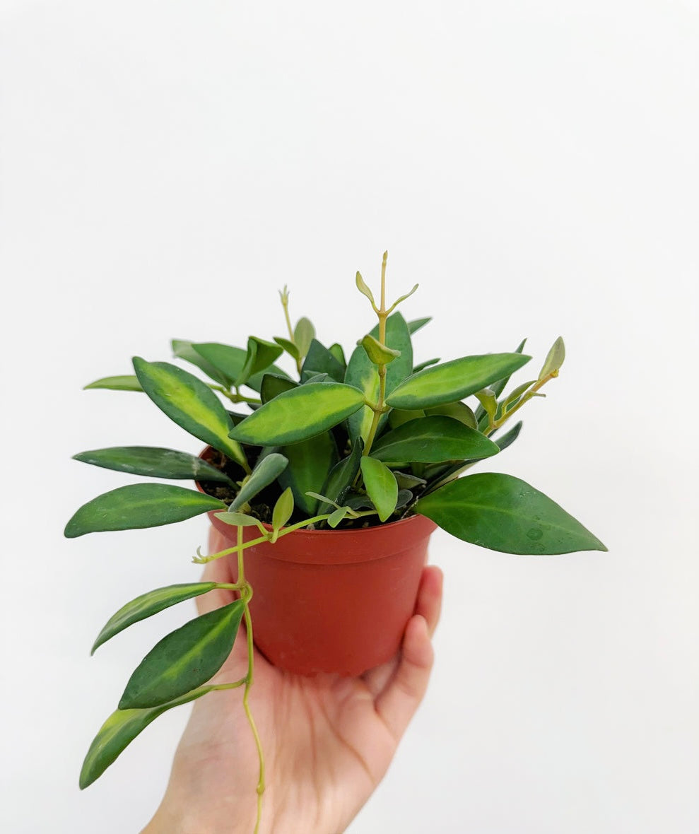 Hoya Burtoniae Variegada "4