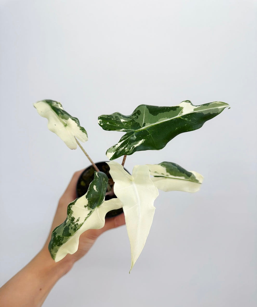 Alocasia Sarian Albo “4