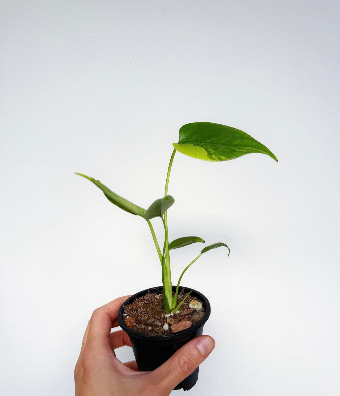 Monstera Yellow Marilyn “4