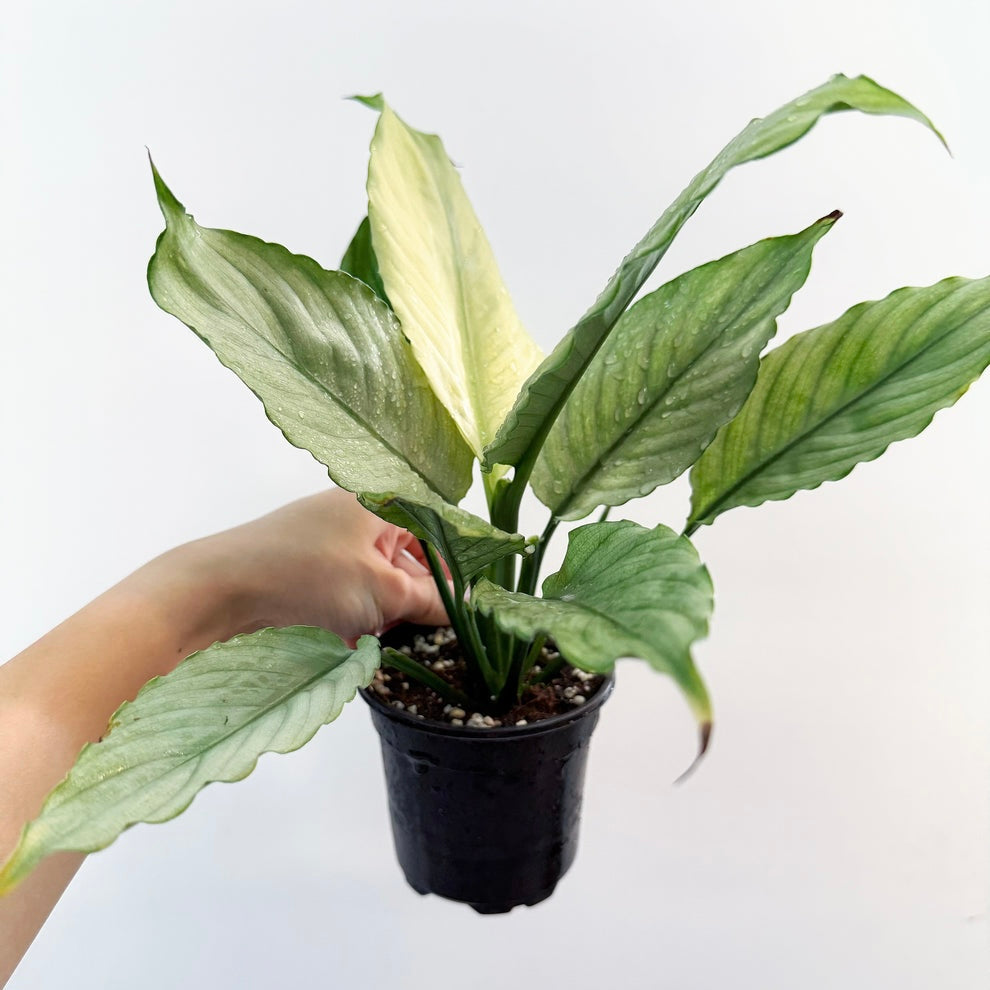 Spathiphyllum Grey Ghost “5