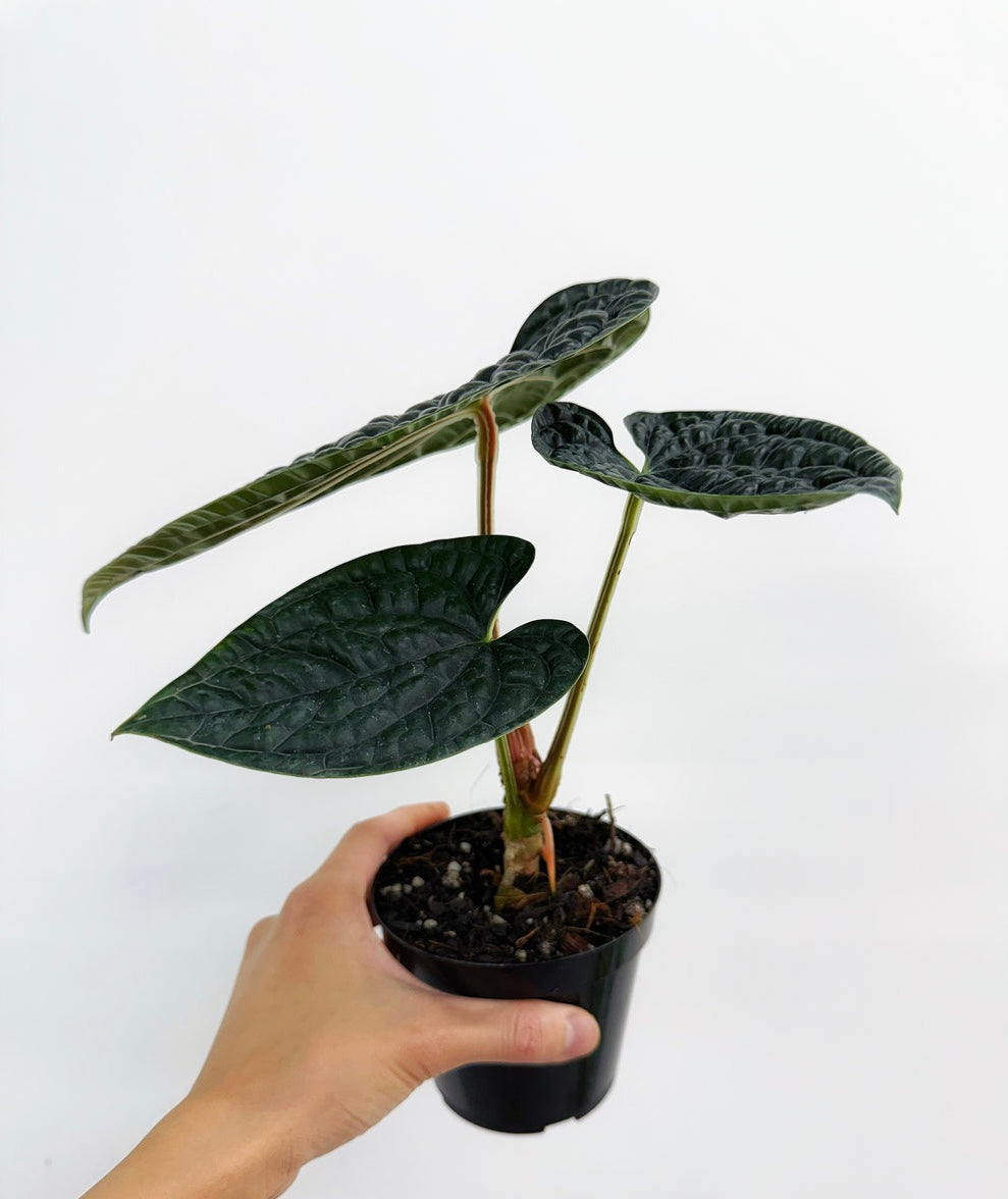 Anthurium Luxurians “4