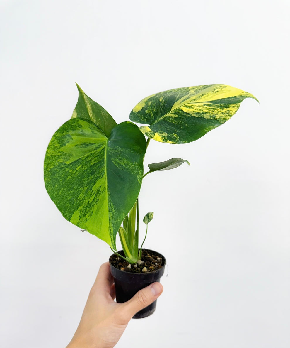 Monstera Yellow Marilyn “4