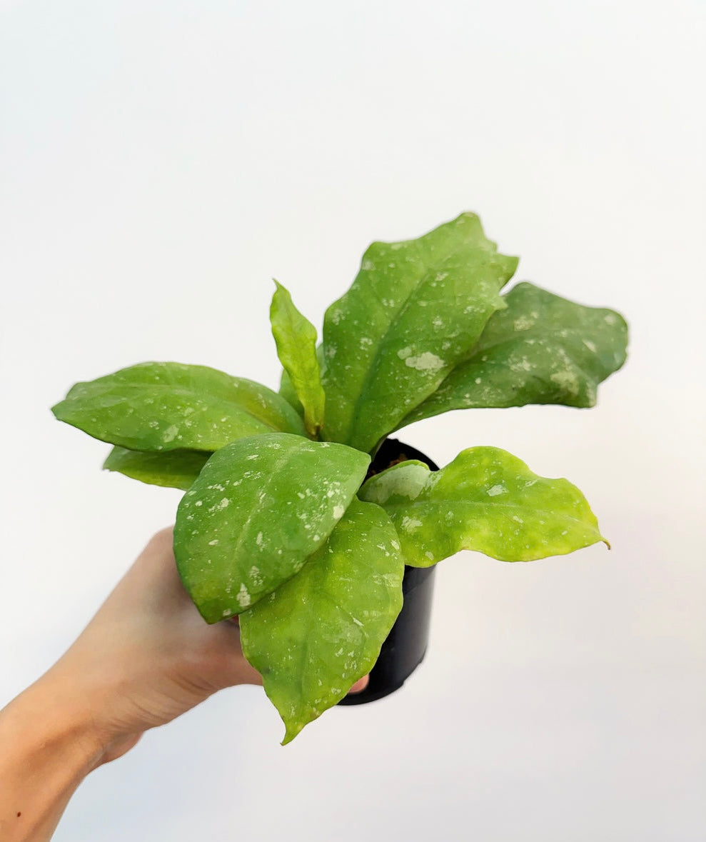 Hoya Mitrata Splash “4