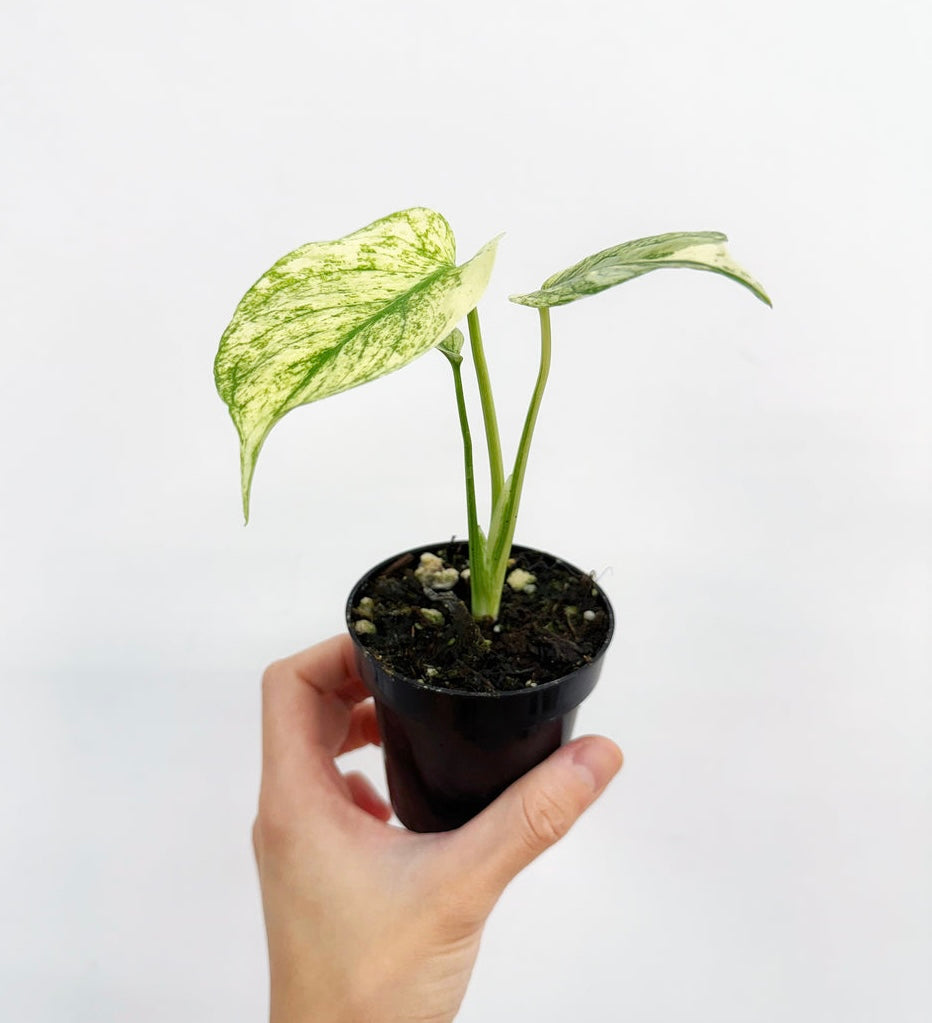 Monstera White Monster “3