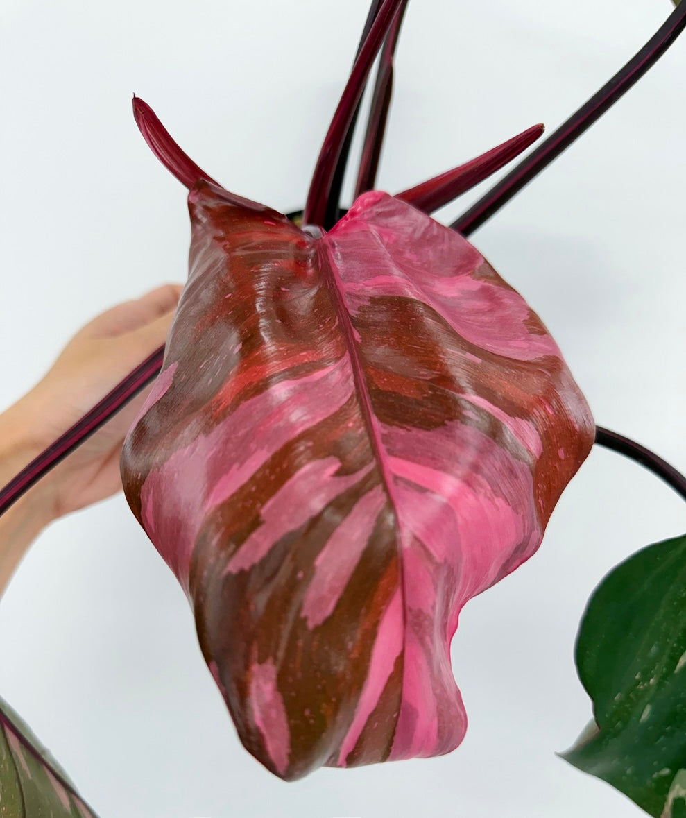 Philodendron Pink Princess Marble King “4