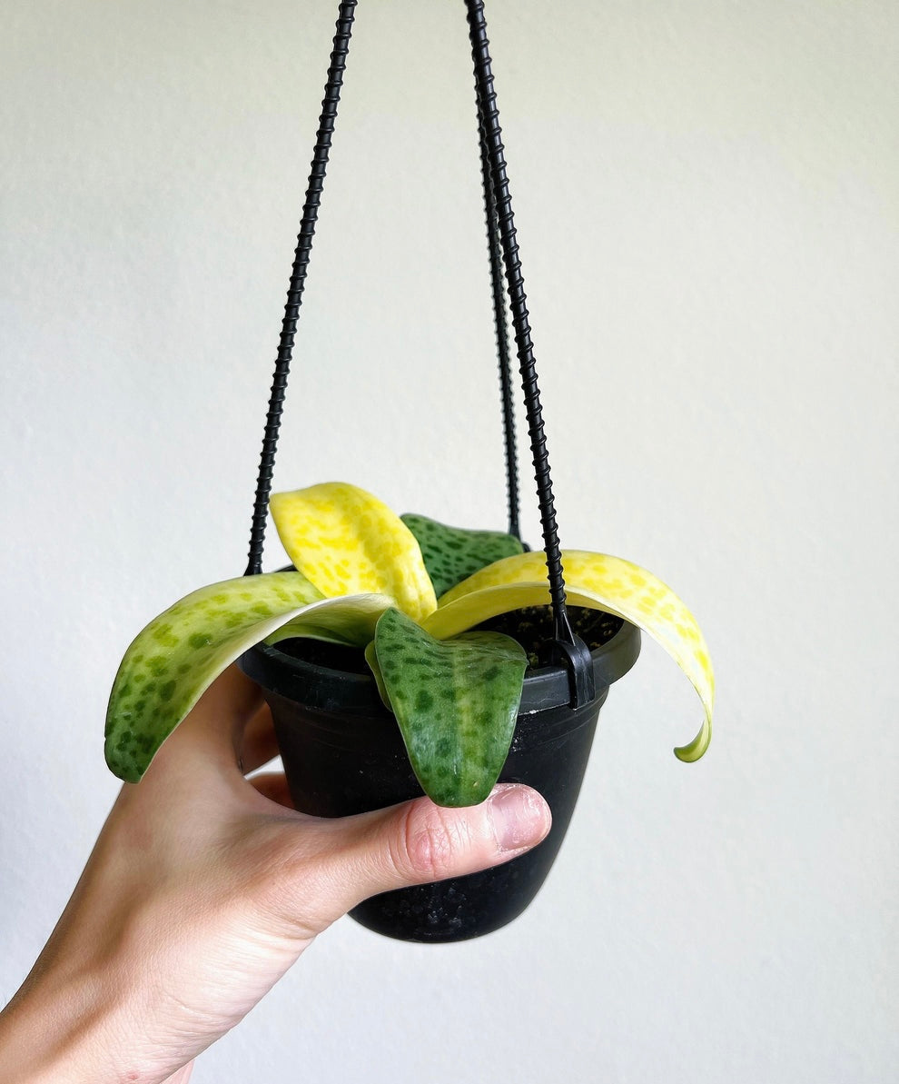 Ledebouria Socialista (Lili Leopardo) Variegada “4