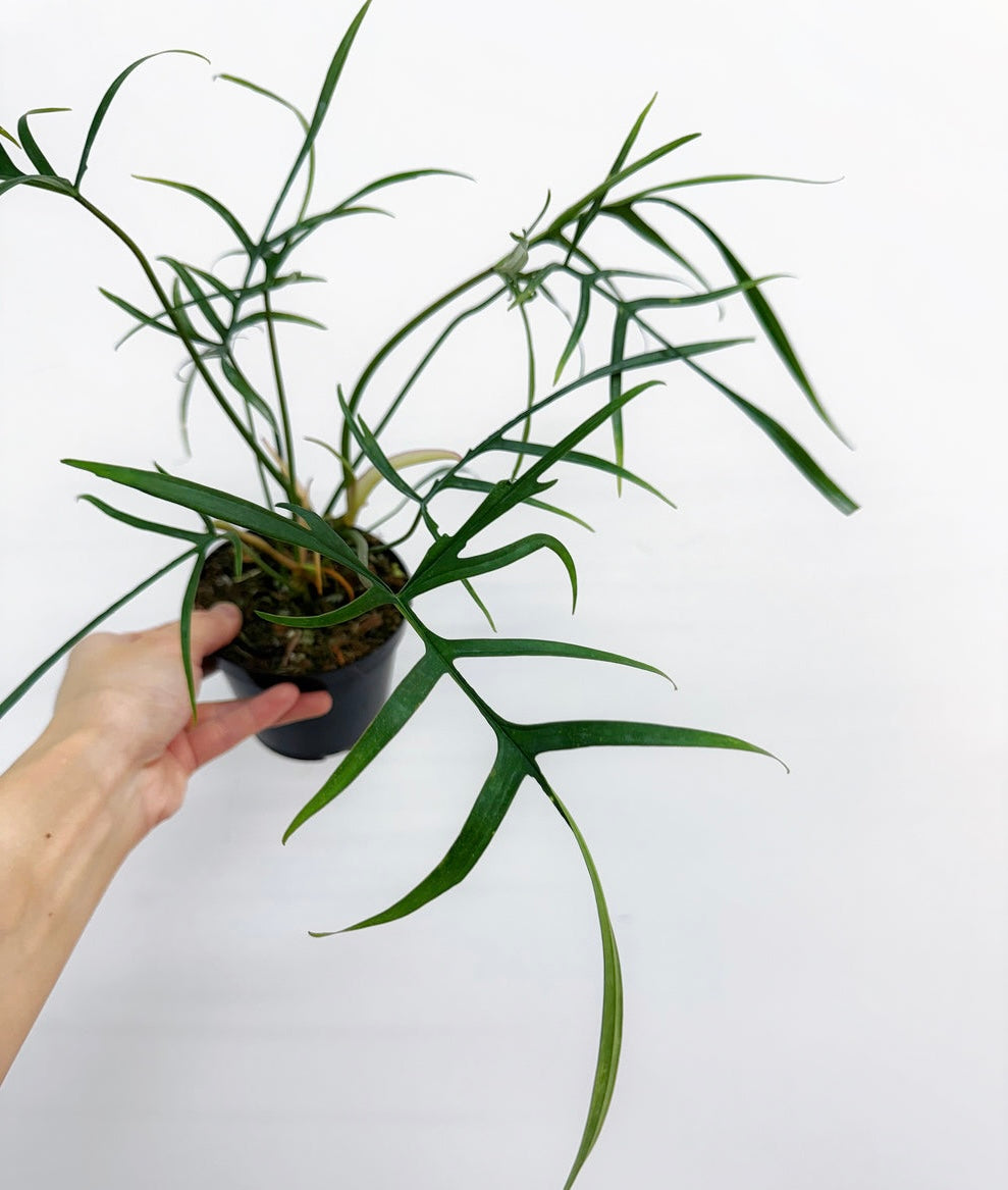 Philodendron Polypodioides “4