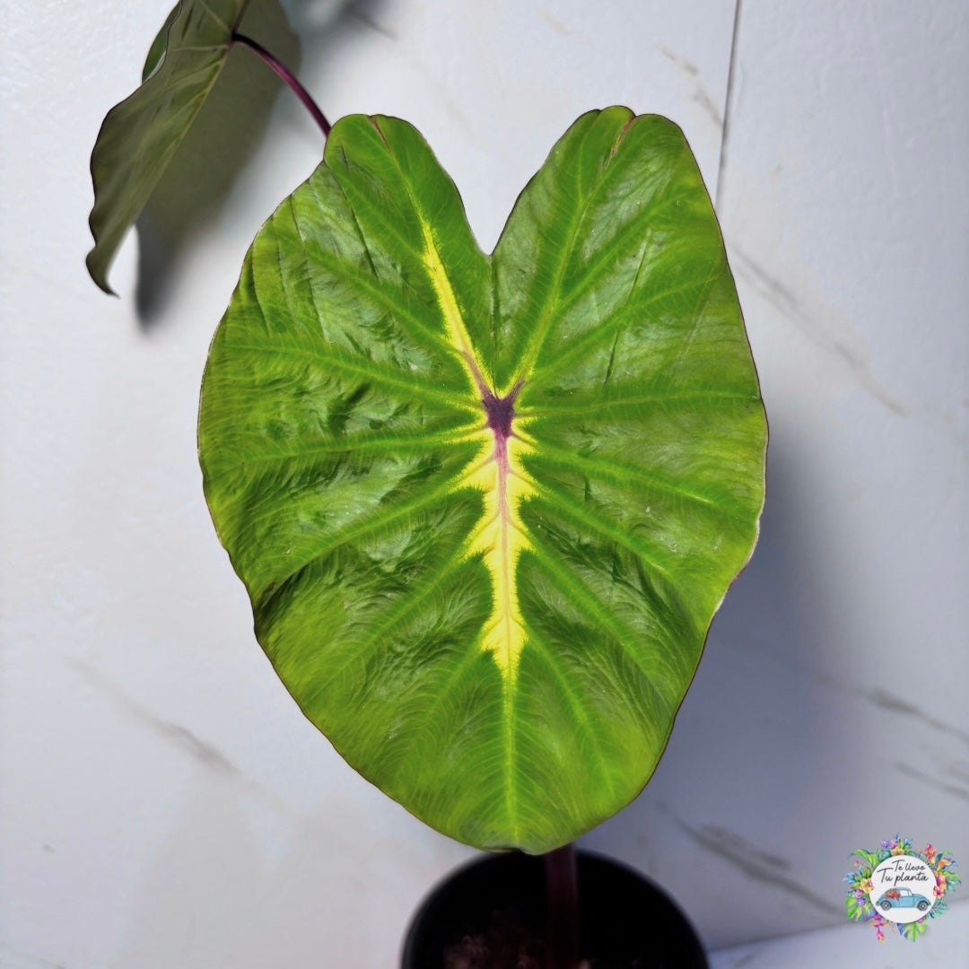 Colocasia White Lava “5