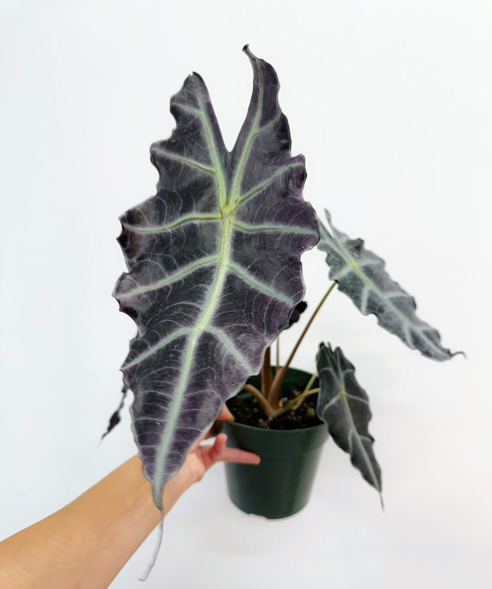 Alocasia Amazónica Purpley “6