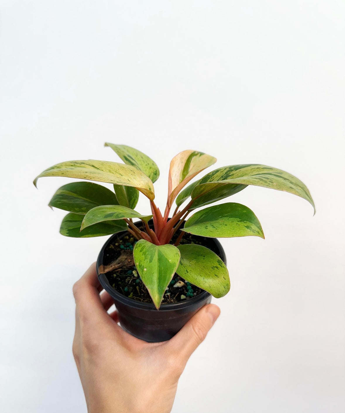 Philodendron Congo Marble “4