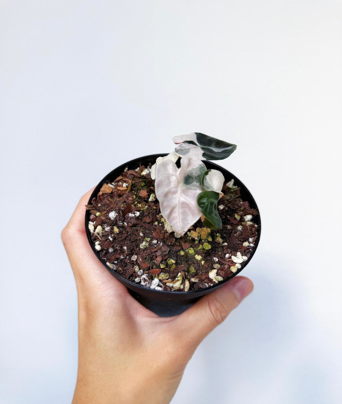Alocasia Ballon Hearth “4