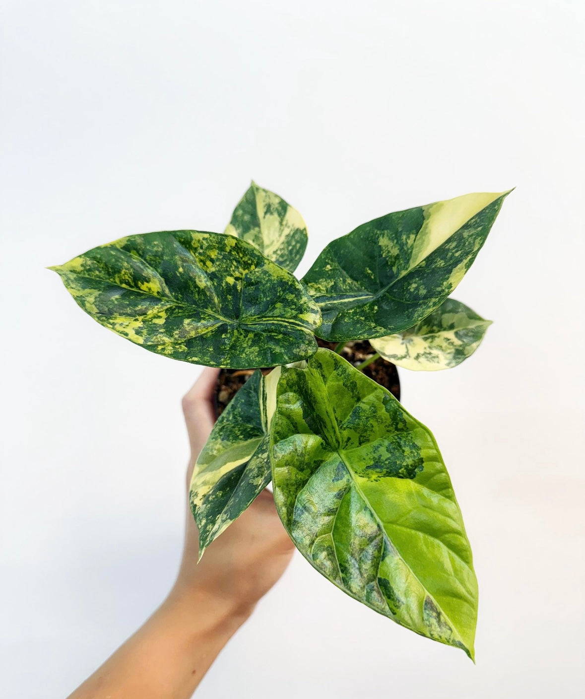 Alocasia Sinuata Variegada “4