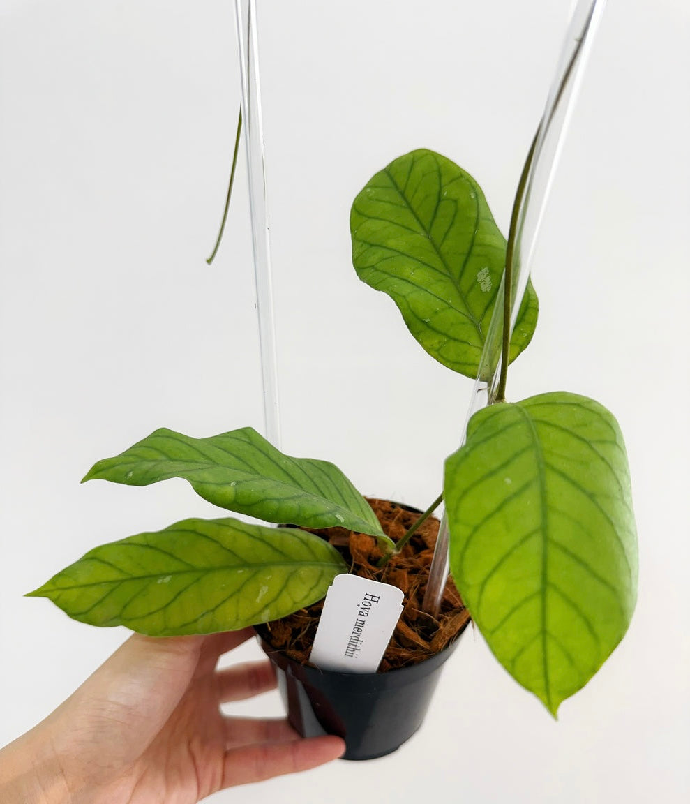 Hoya Meredithii “4