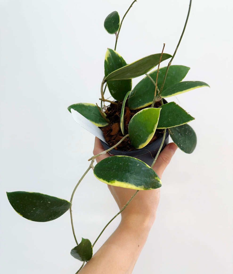 Hoya Acuta Variegado exterior “4 colgante