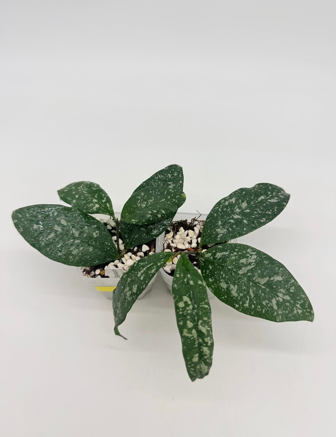 Hoya Sp Garut Splash “3
