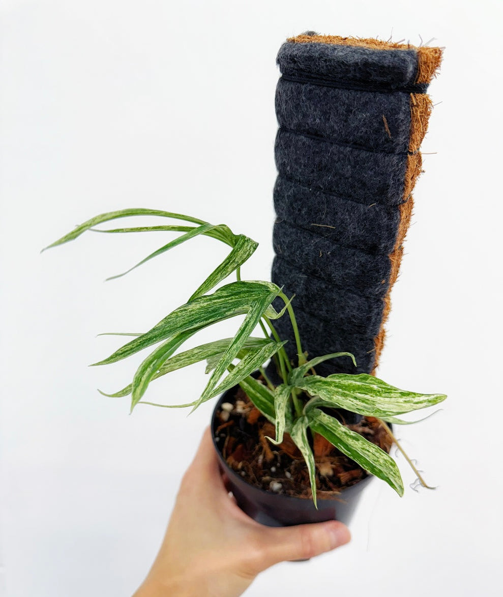 Amydrium Zippelianum "4