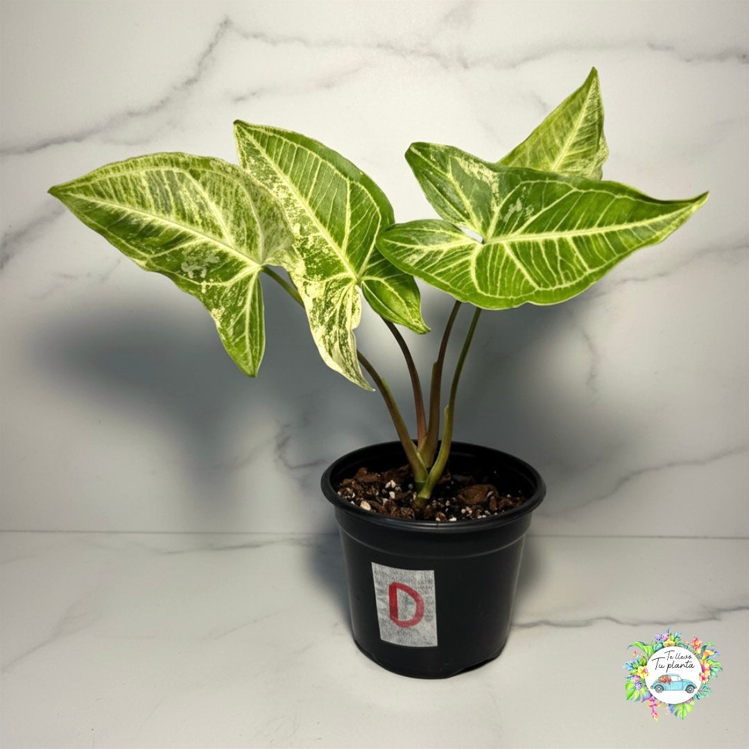 Syngonium Batik Albo (D)