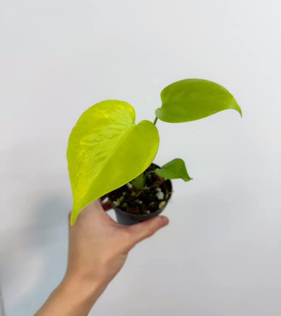 Monstera Lemon Lime "4
