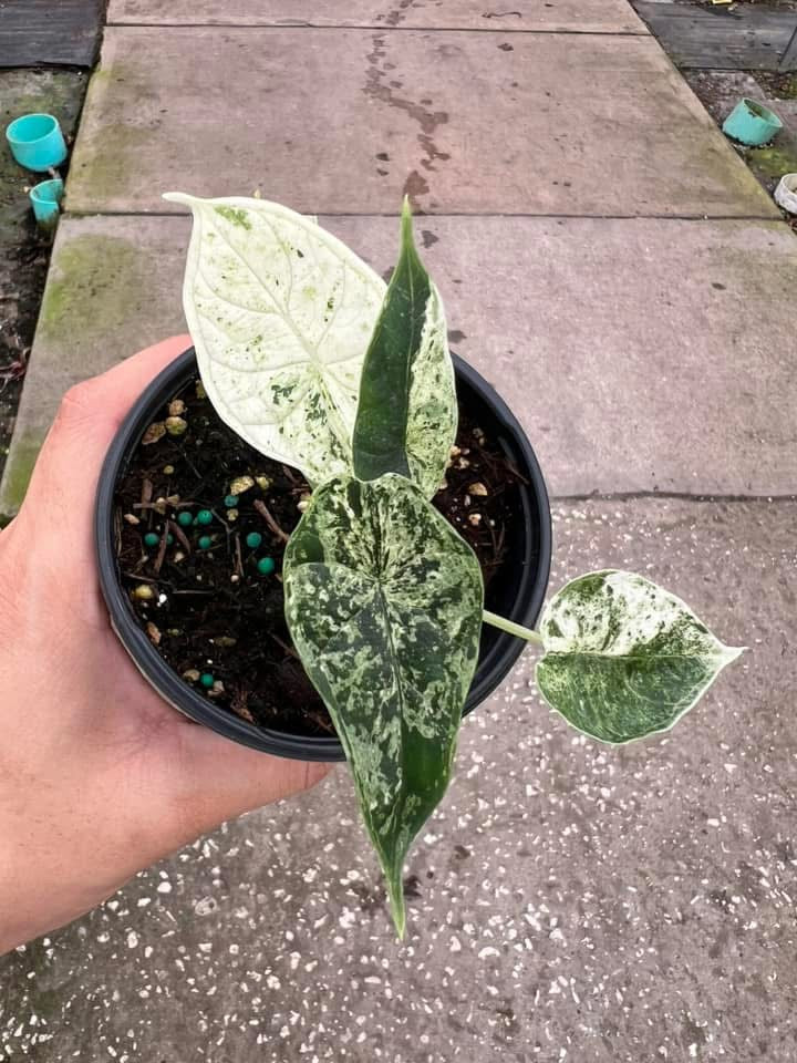 Alocasia Dragon Scale Mint "4