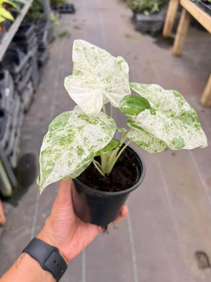 Alocasia Odora Batik "4