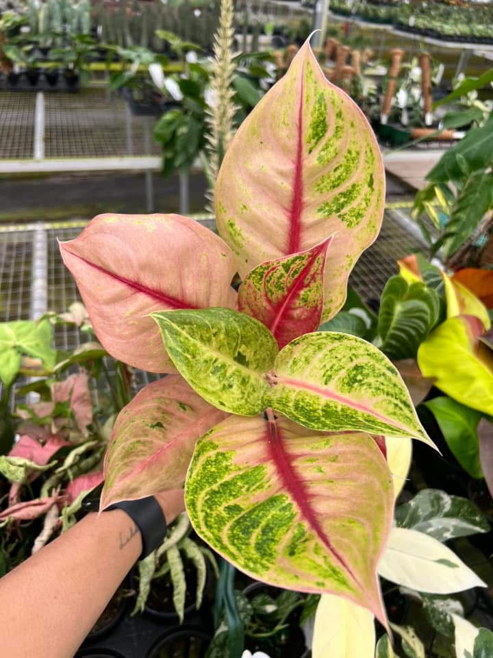 Aglaonema Jackpot "4
