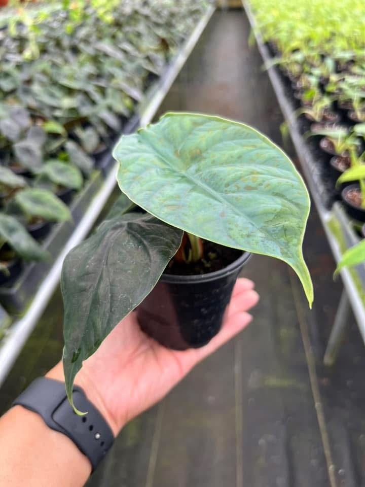 Alocasia Green Unicorn "4 (alzalani X Dragón Scale)