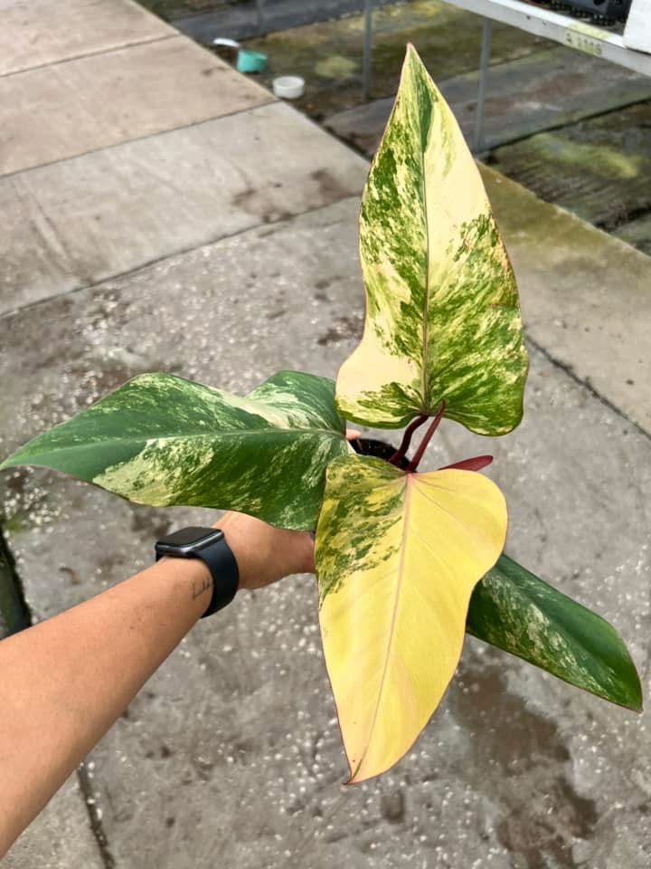 Philodendron Strawberry Shake "4