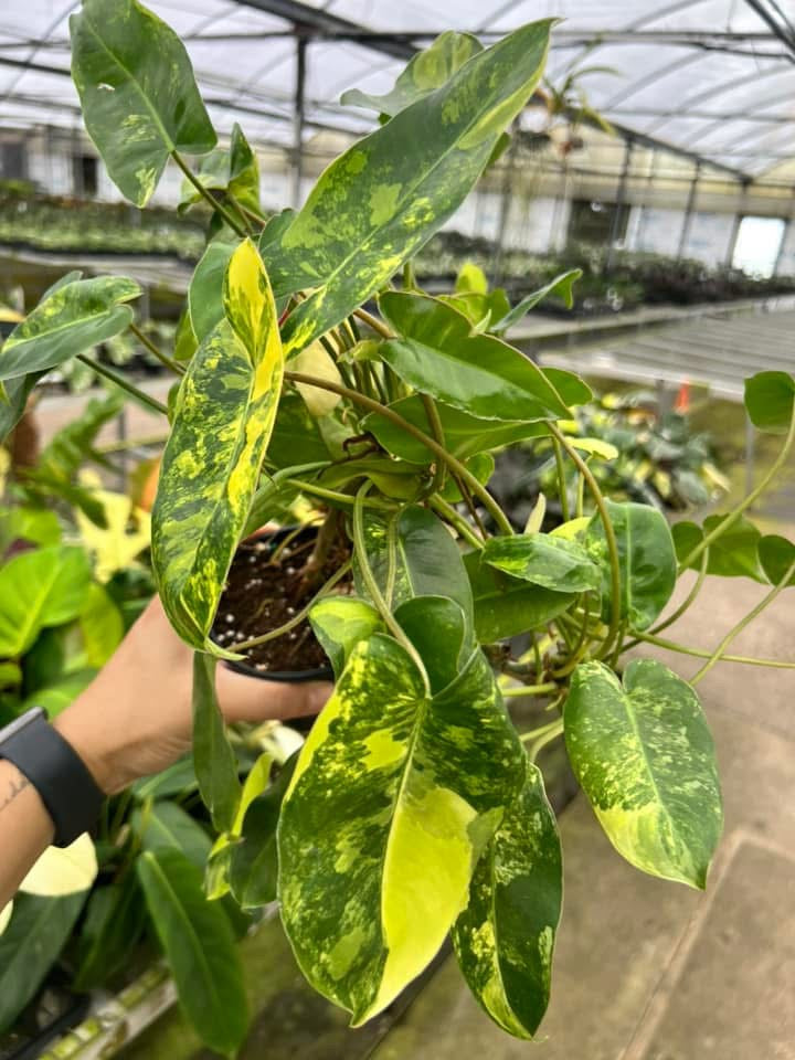 Philodendron Burle Marx Variegado "5