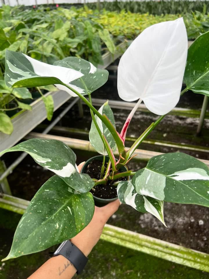Philodendron White Princess "4