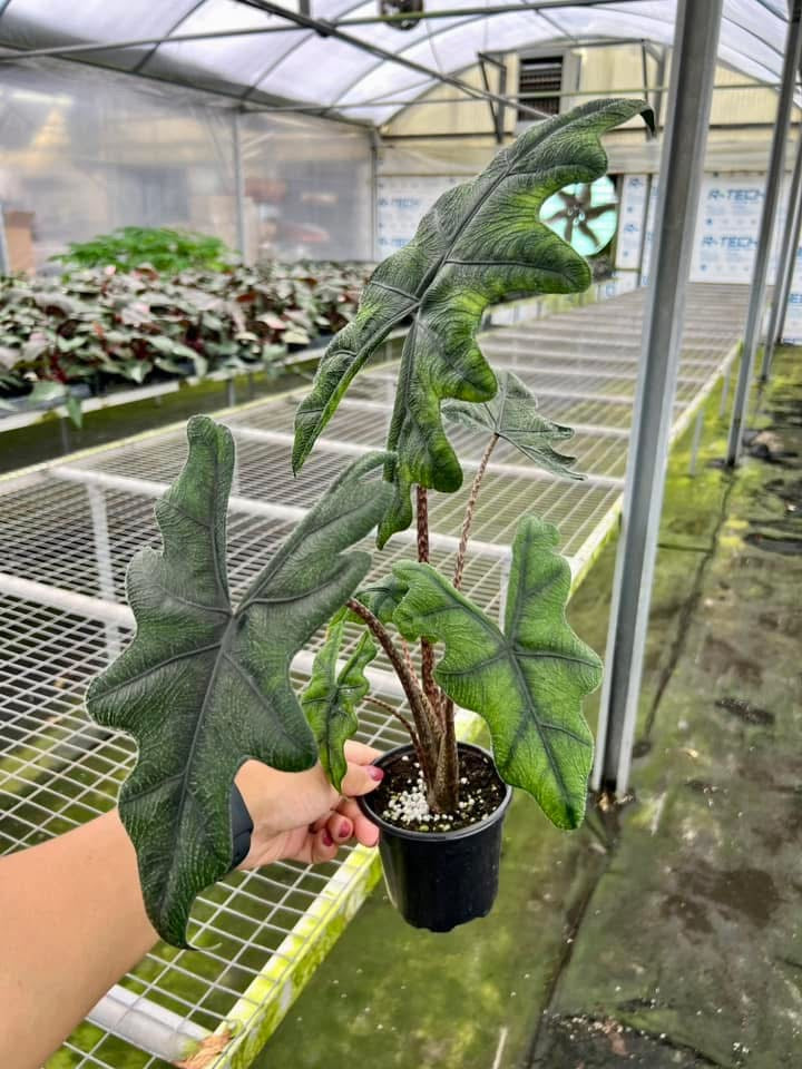 Alocasia Jacklyn XL “4