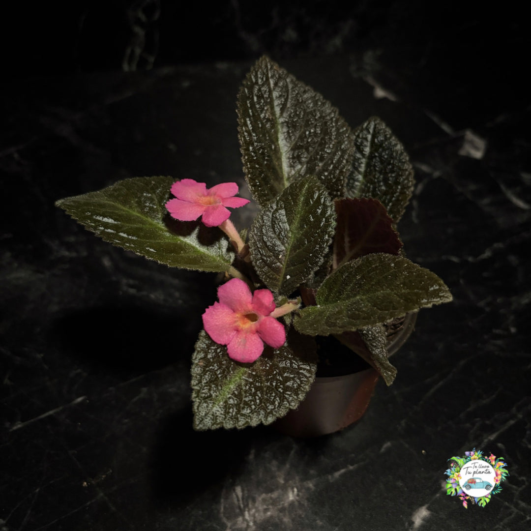 Episcia Rosa "4