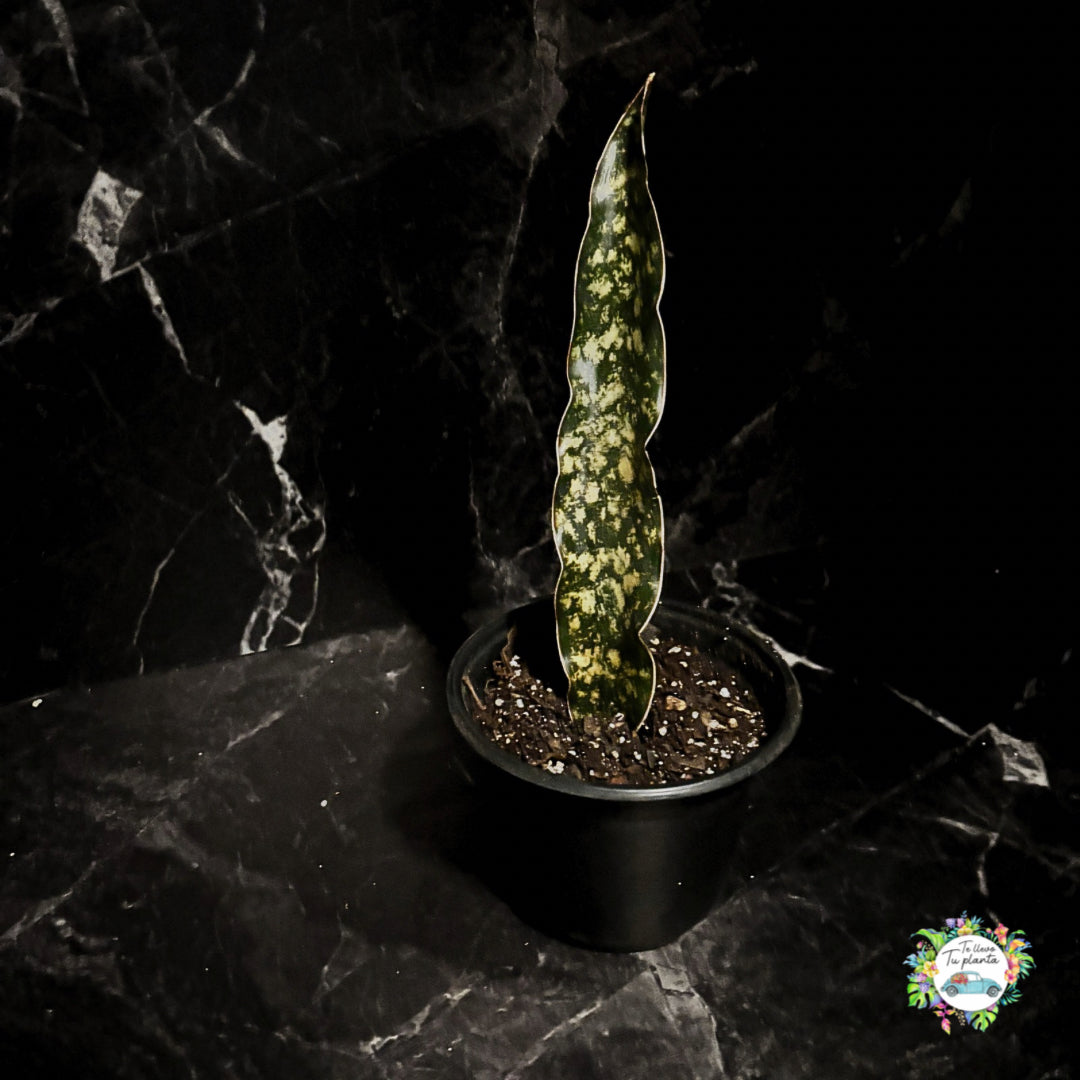Sansevieria Kirkii “6