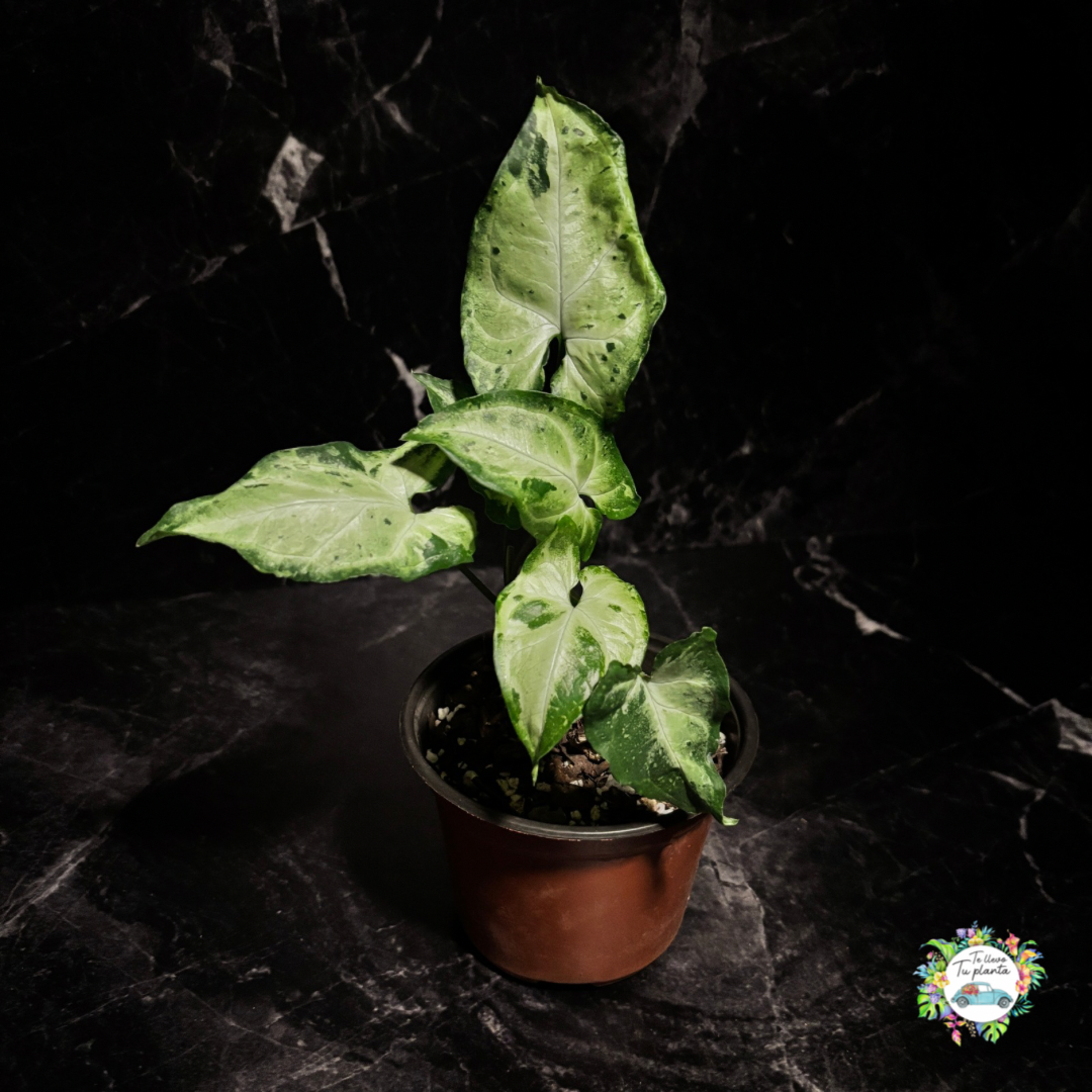 Syngonium Green Freckles "4