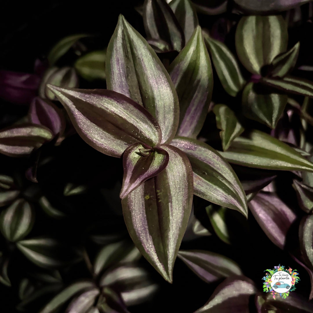 Tradescantia Zebrina "7 Colgante