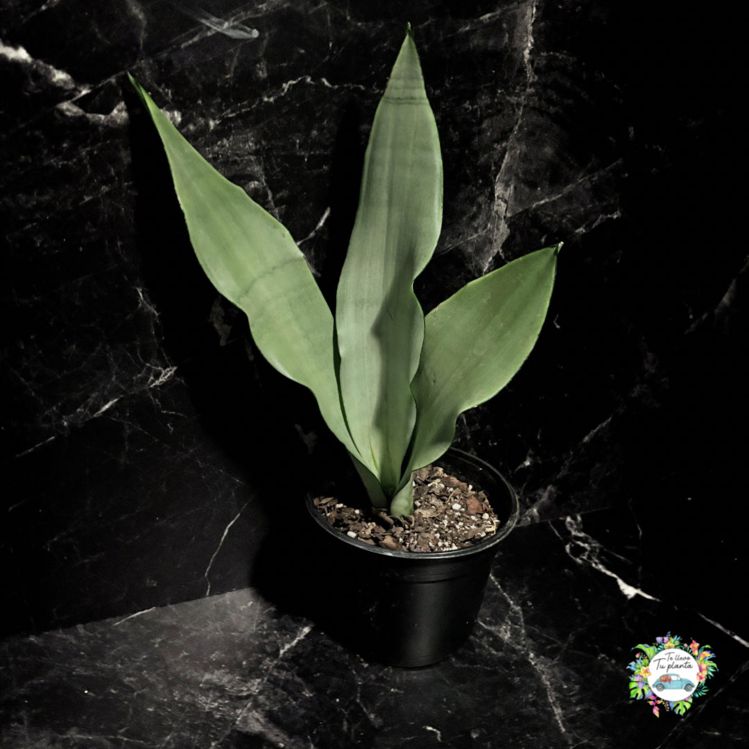 Sansevieria Moonshine “5