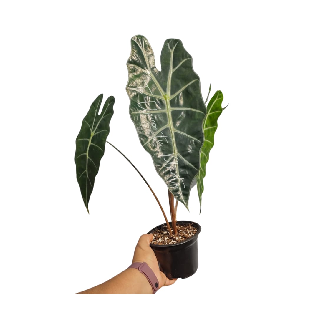 Alocasia Amazonica “6
