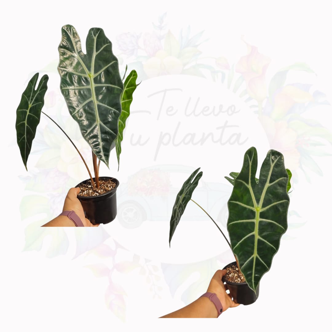 Alocasia Amazonica “6