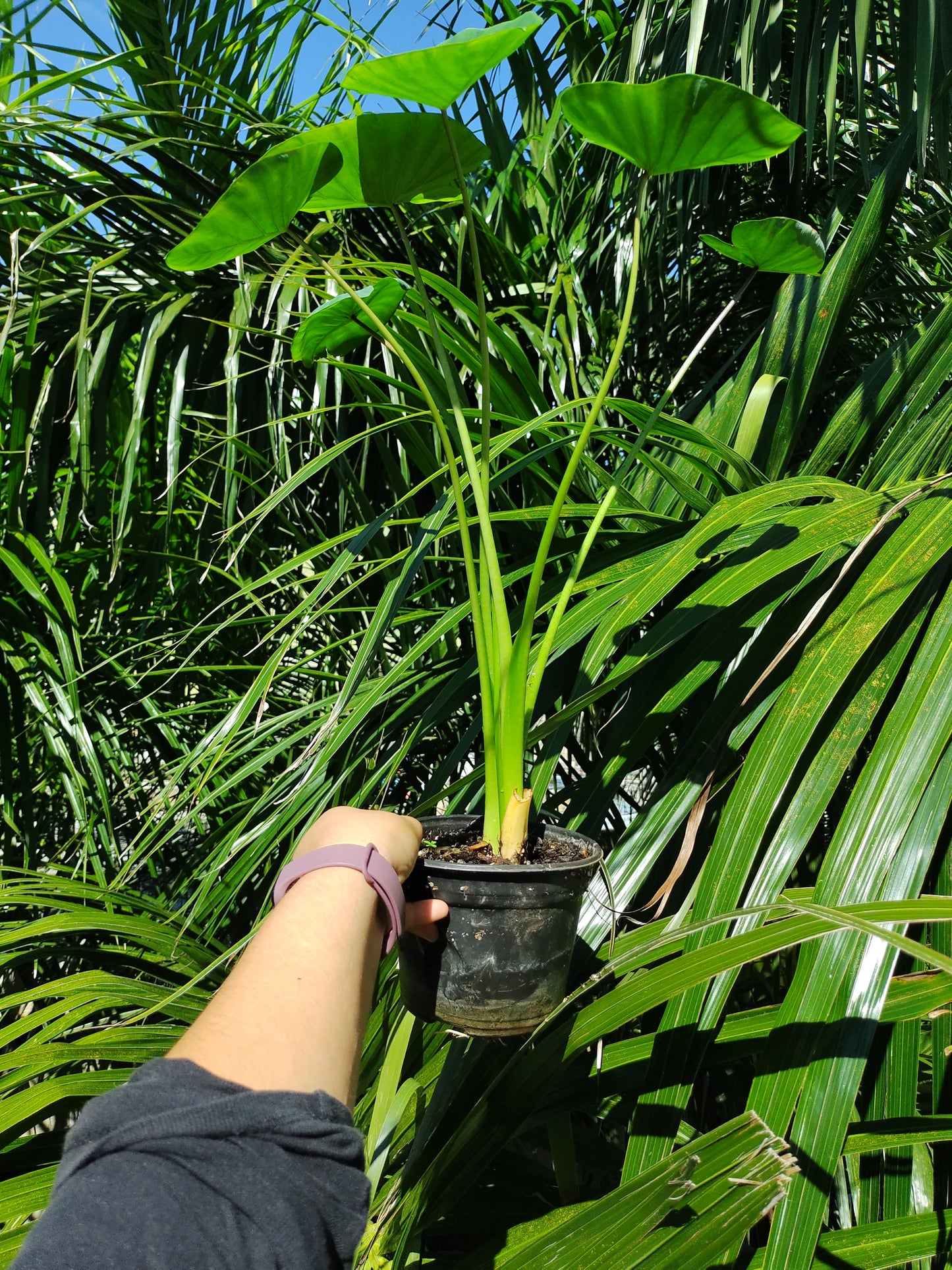 Colocasia Verde / Taro Verde #6