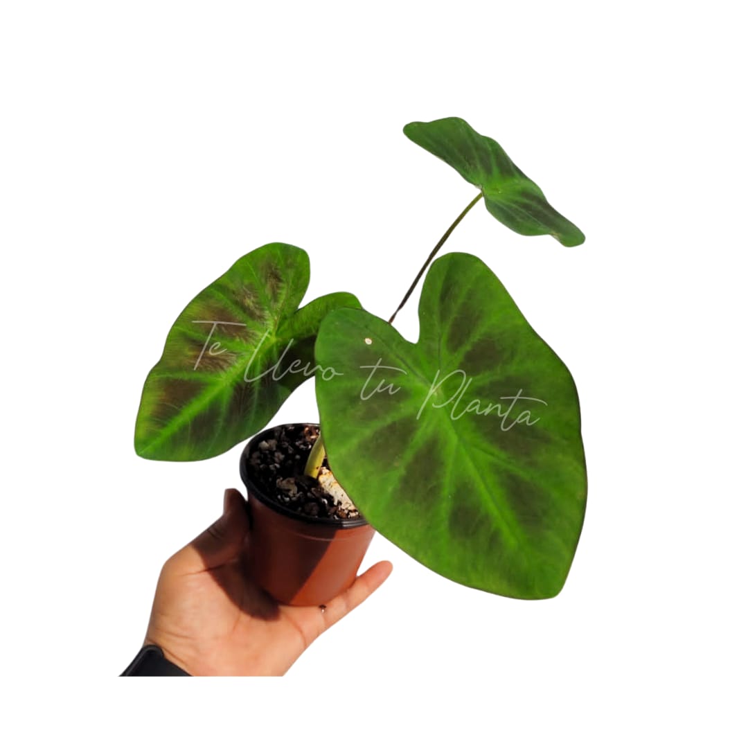 Colocasia Aloha “4