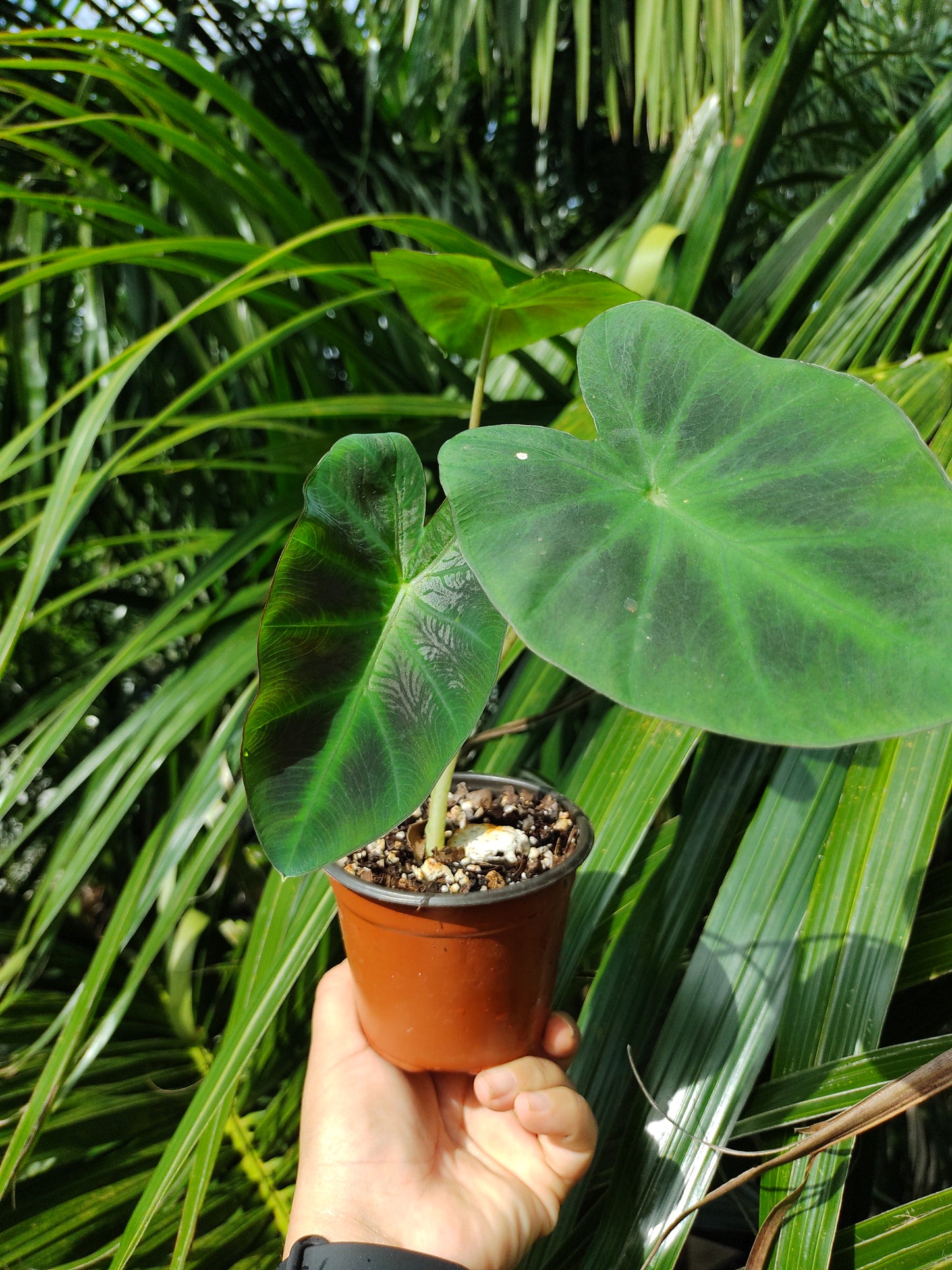 Colocasia Aloha “4