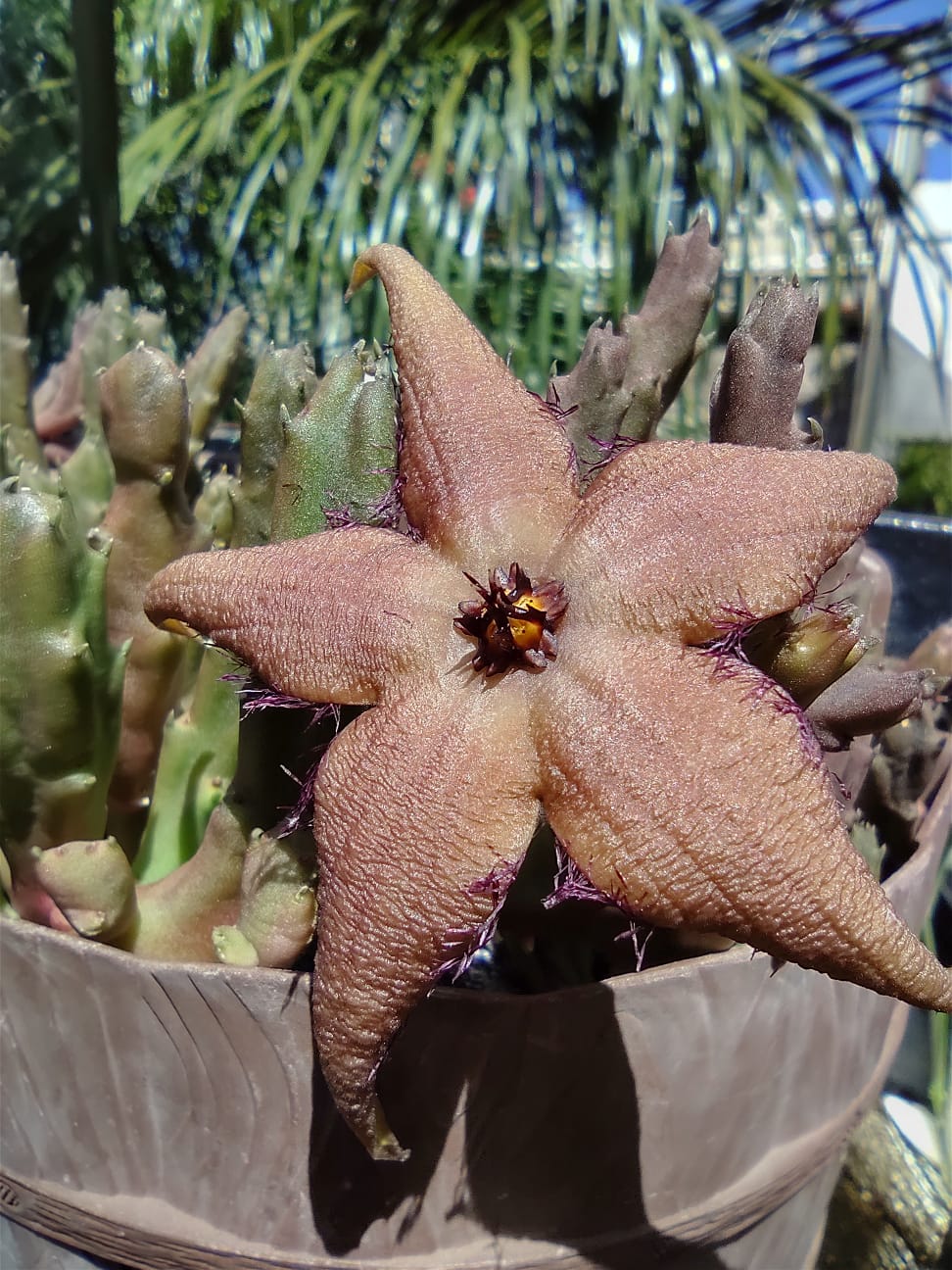 Stapelia Schinzii "2