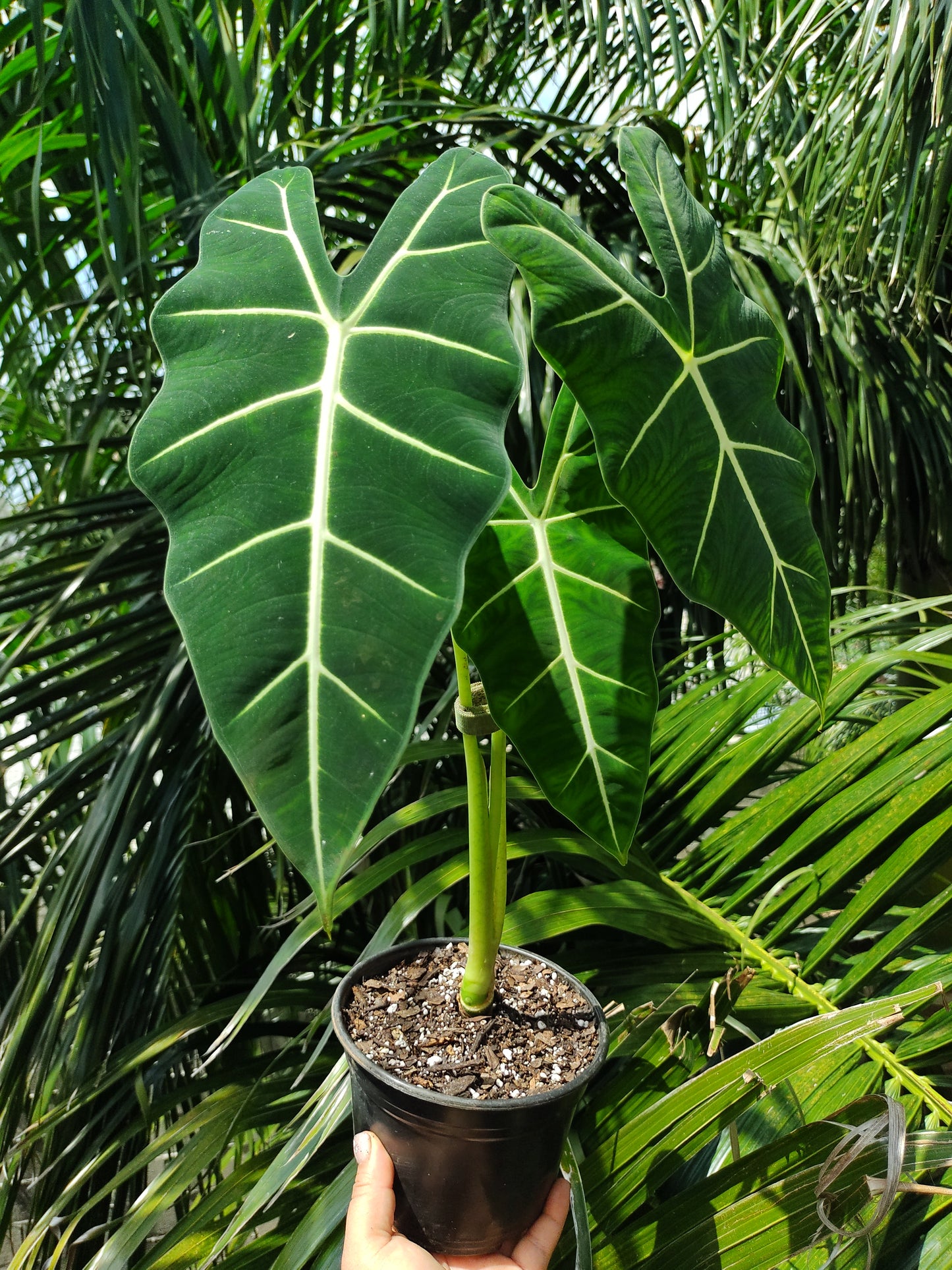 Alocasia Frydek “6
