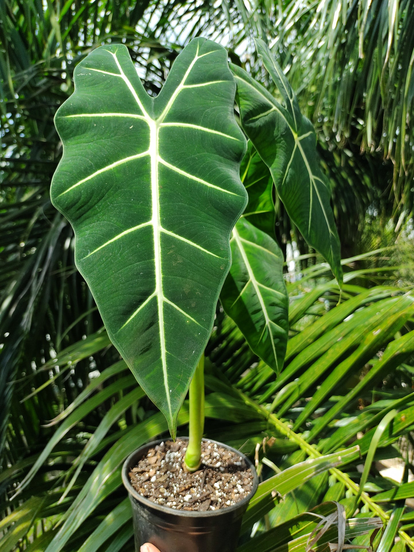 Alocasia Frydek “6