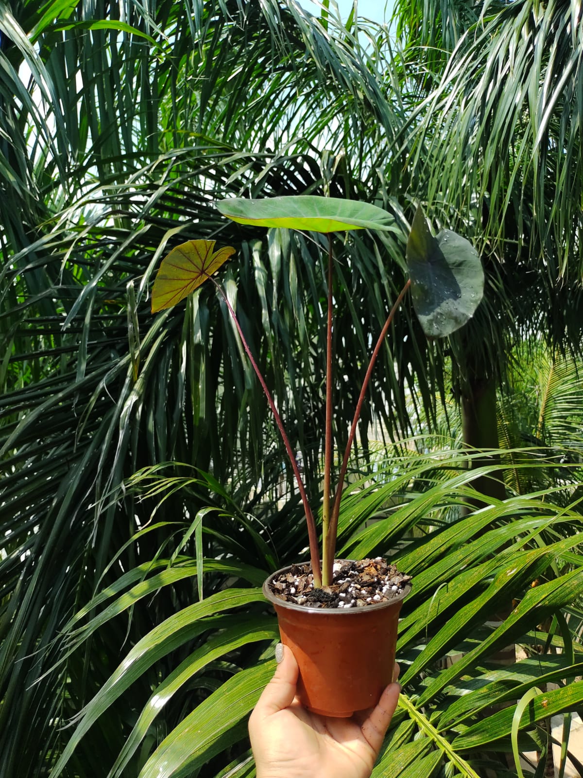 Colocasia Purple Guppy "6